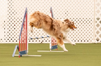 Pistol jumpin in agility competition.  He loves it.