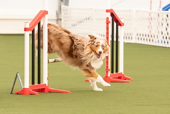 Pistol competing in agility.  Again, look at him looking for me to see where I want him to go next.