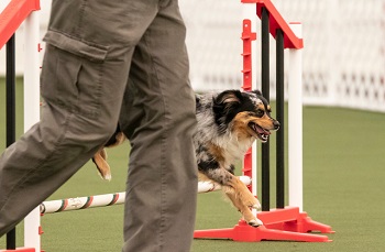 Nelli competing in agility