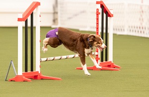 Remi jumping during her agility competion in Missouri