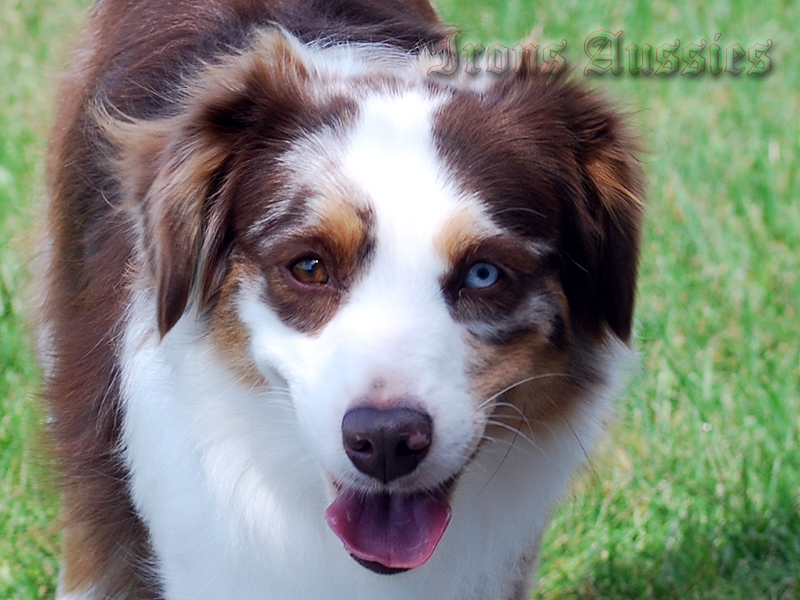 Pistols Magnum, known as Maggie, is a red merle female Miniature Australian Shepherd.