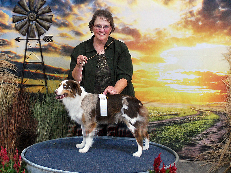 Maggie is doing well showing. This is from the Kansas show.