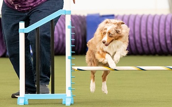 Pistol jumping in agility competition.  Look how he is already looking for me to see where I want him to go next.  Such a good boy!