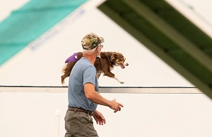 Remi crossing the dog walk in agility competion in Missouri