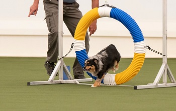 Nelli competing in agility in Missouri