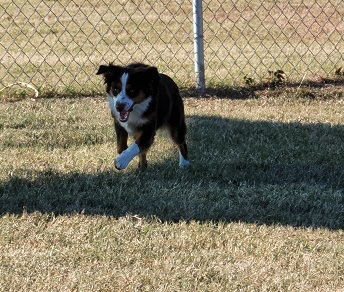 Tikka running an playing at the dog park.
