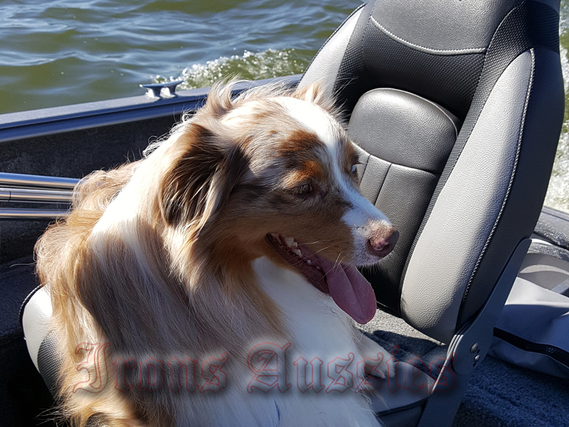 Pistol does like to a relax on the boat as well as being a show dog.
